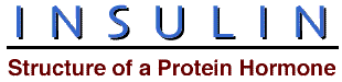 Protein and Nucleic Acid Viewer